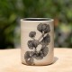Pot Ginkgo