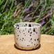 Pot dalmatien
