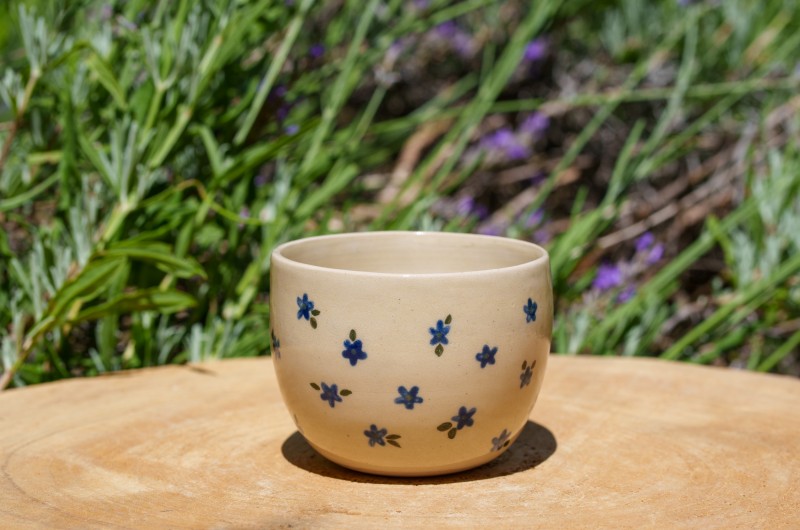 Pot myosotis