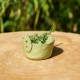 Pot effeuilleur pour herbes aromatiques
