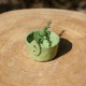 Pot effeuilleur pour herbes aromatiques
